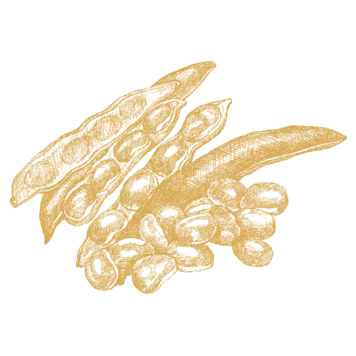 Ackerbohnen