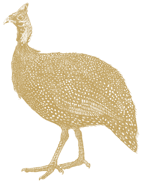 Perlhuhn