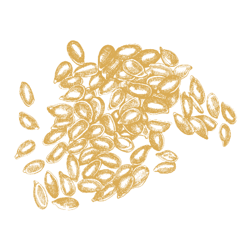 Lentils
