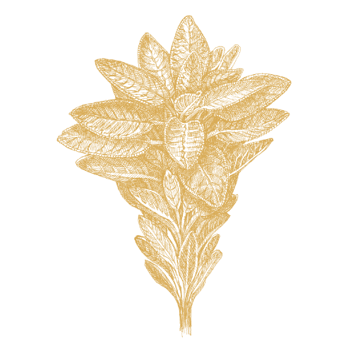 Salbei
