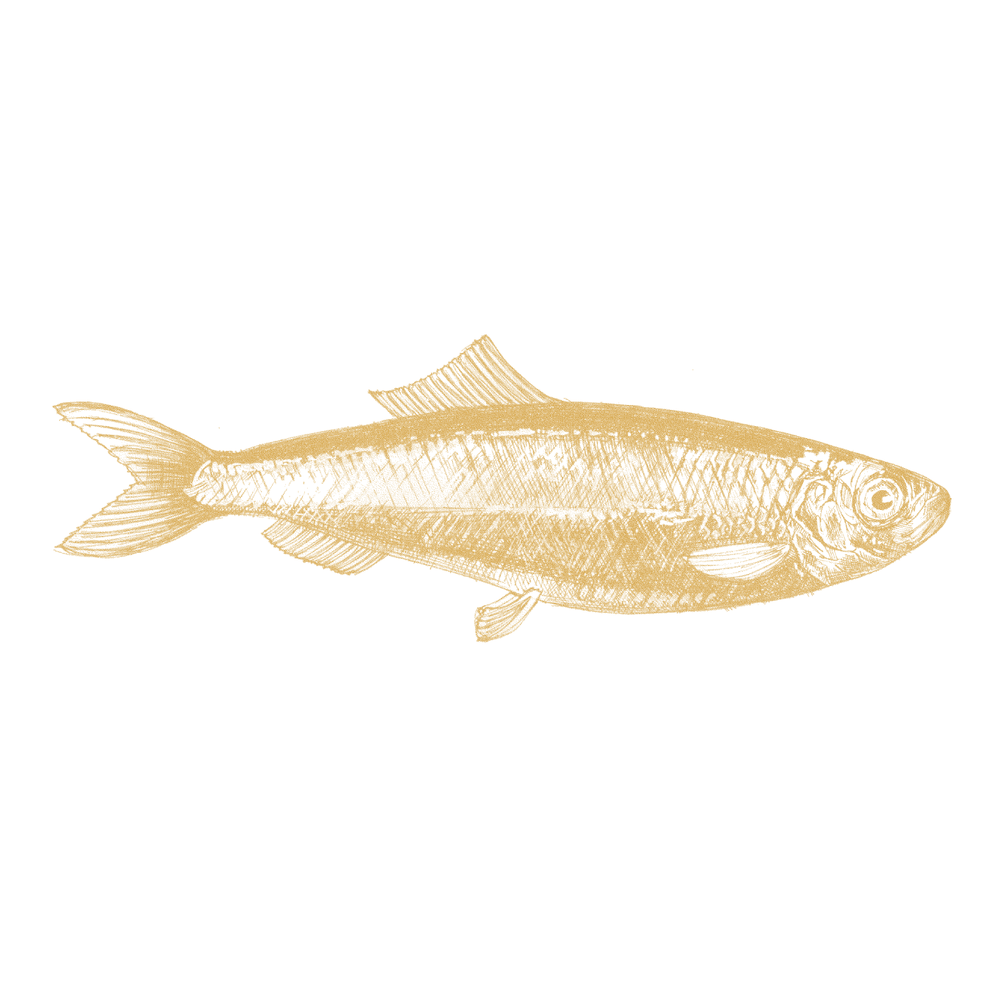 Herring