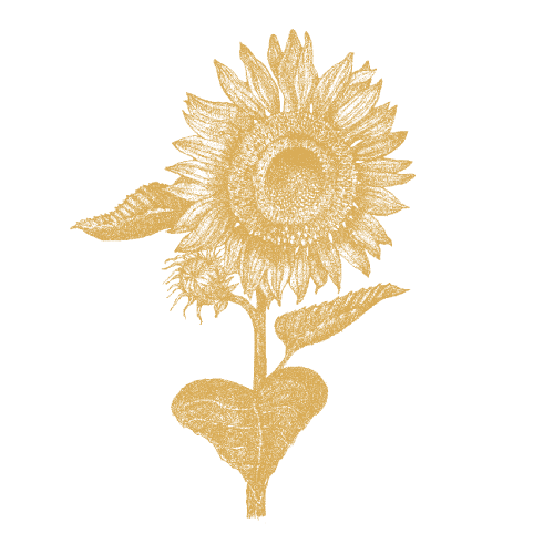 Sonnenblumenöl