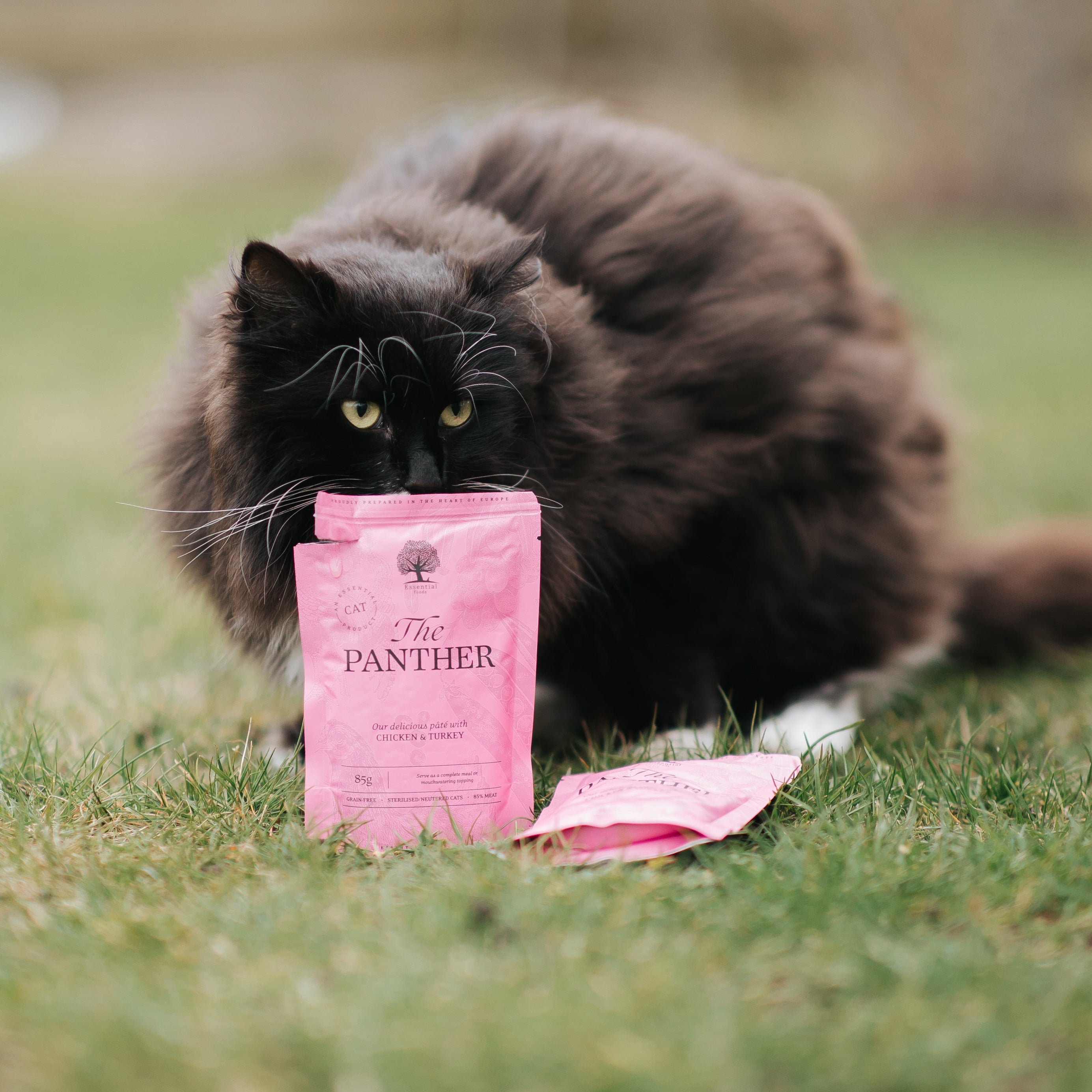 THE PANTHER PÂTÉ, 12 PCS