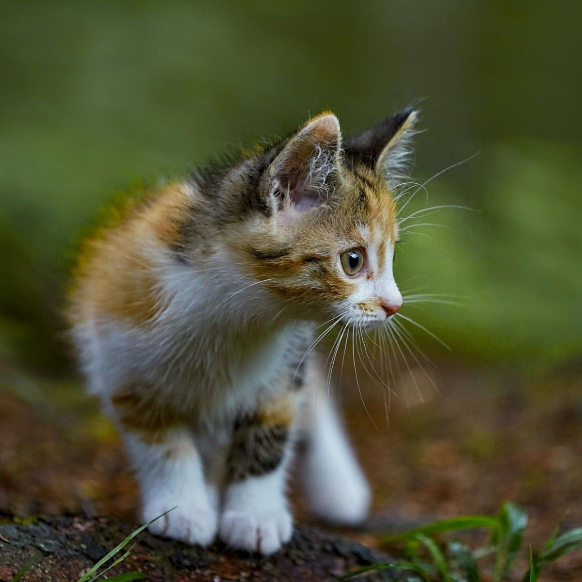 LITTLE LION, 3kg x 4