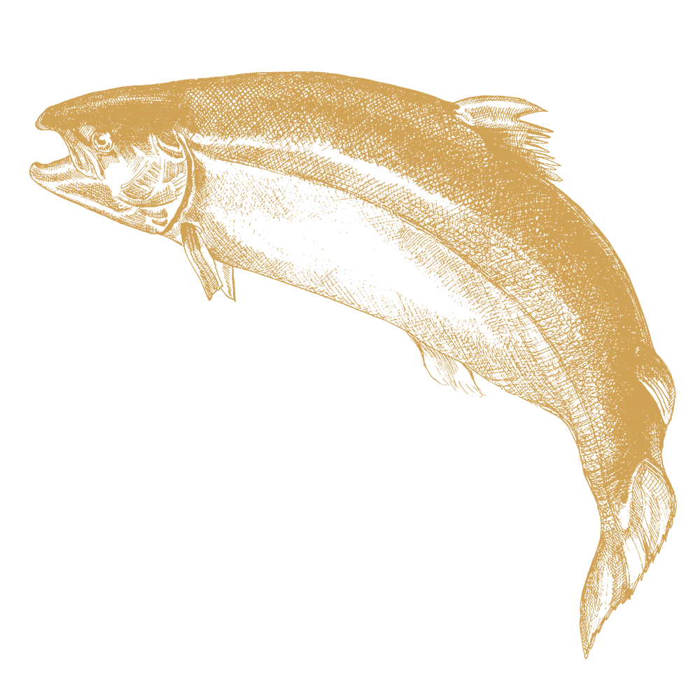 Scottish Salmon