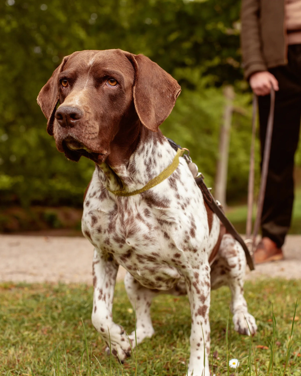 When does a dog come into heat for the first time?