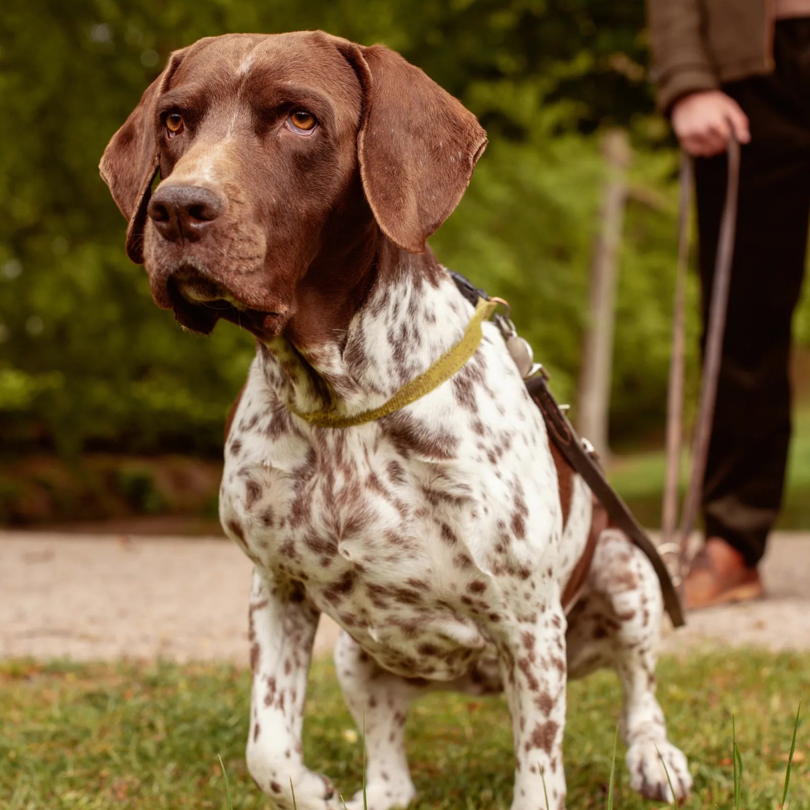 How far can a dog hear?