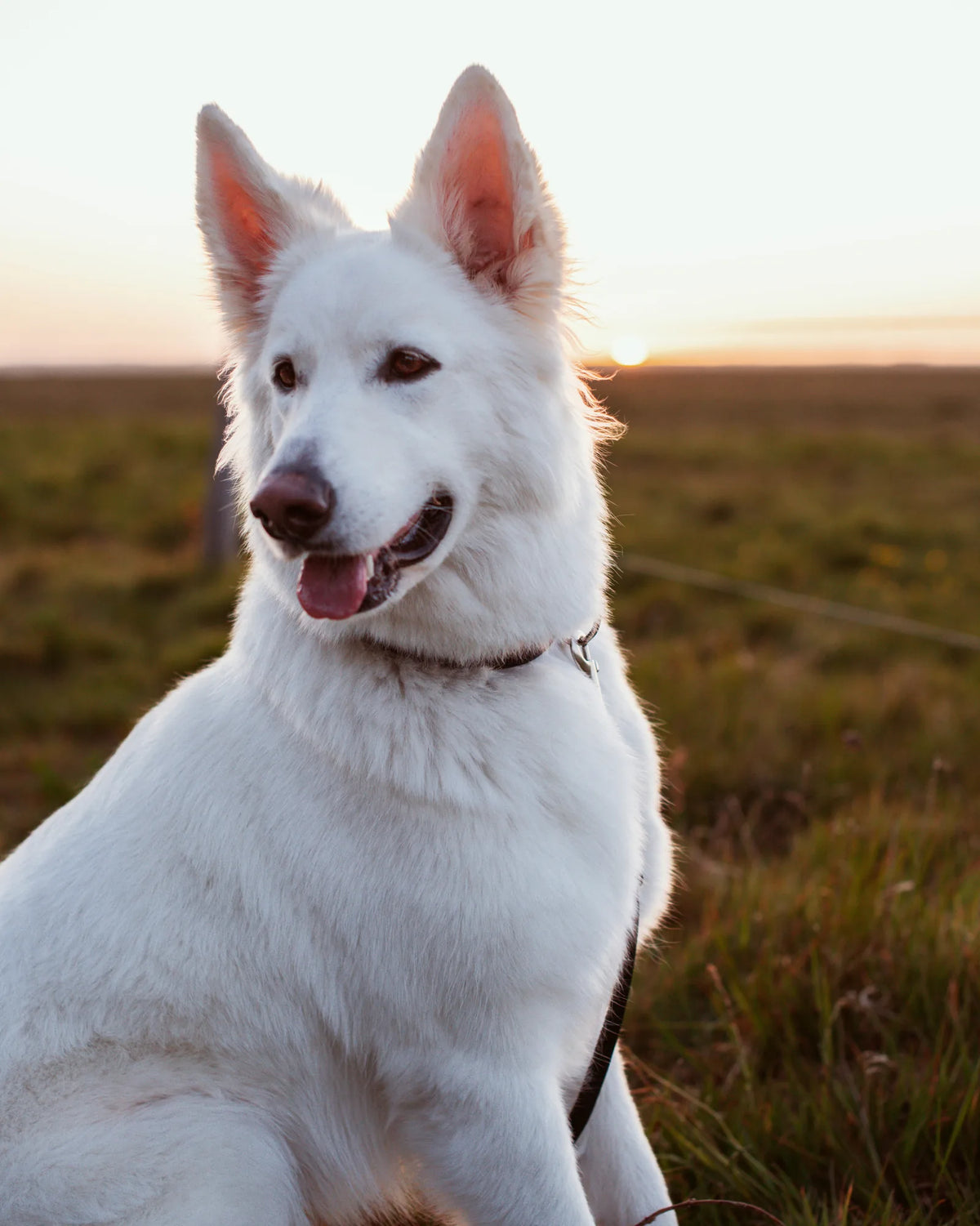 What does it cost to have a dog?