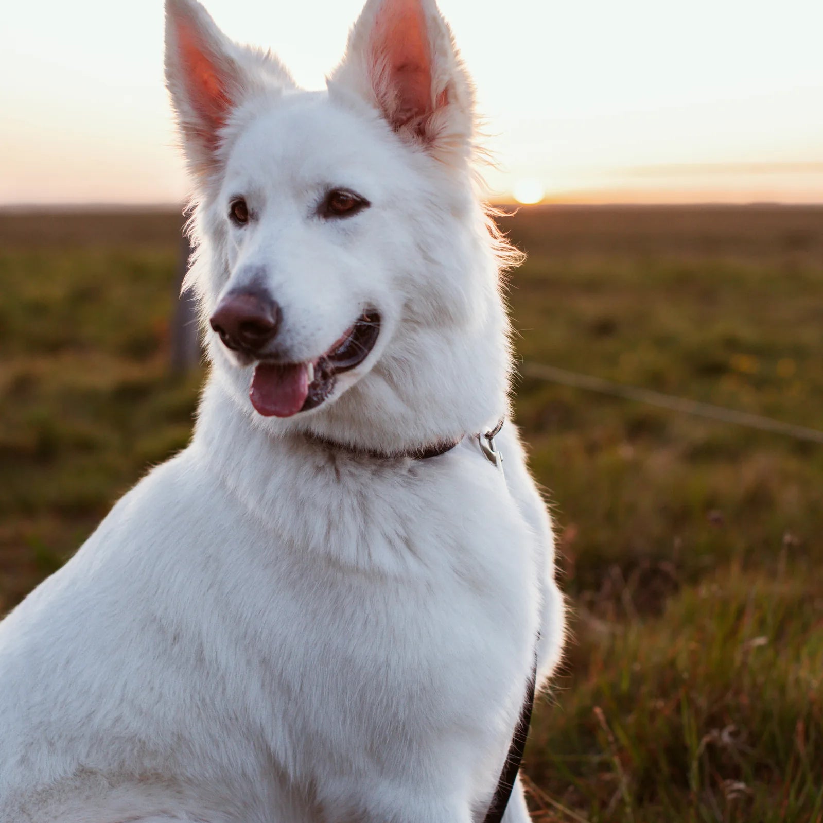 How often is a female dog in heat?