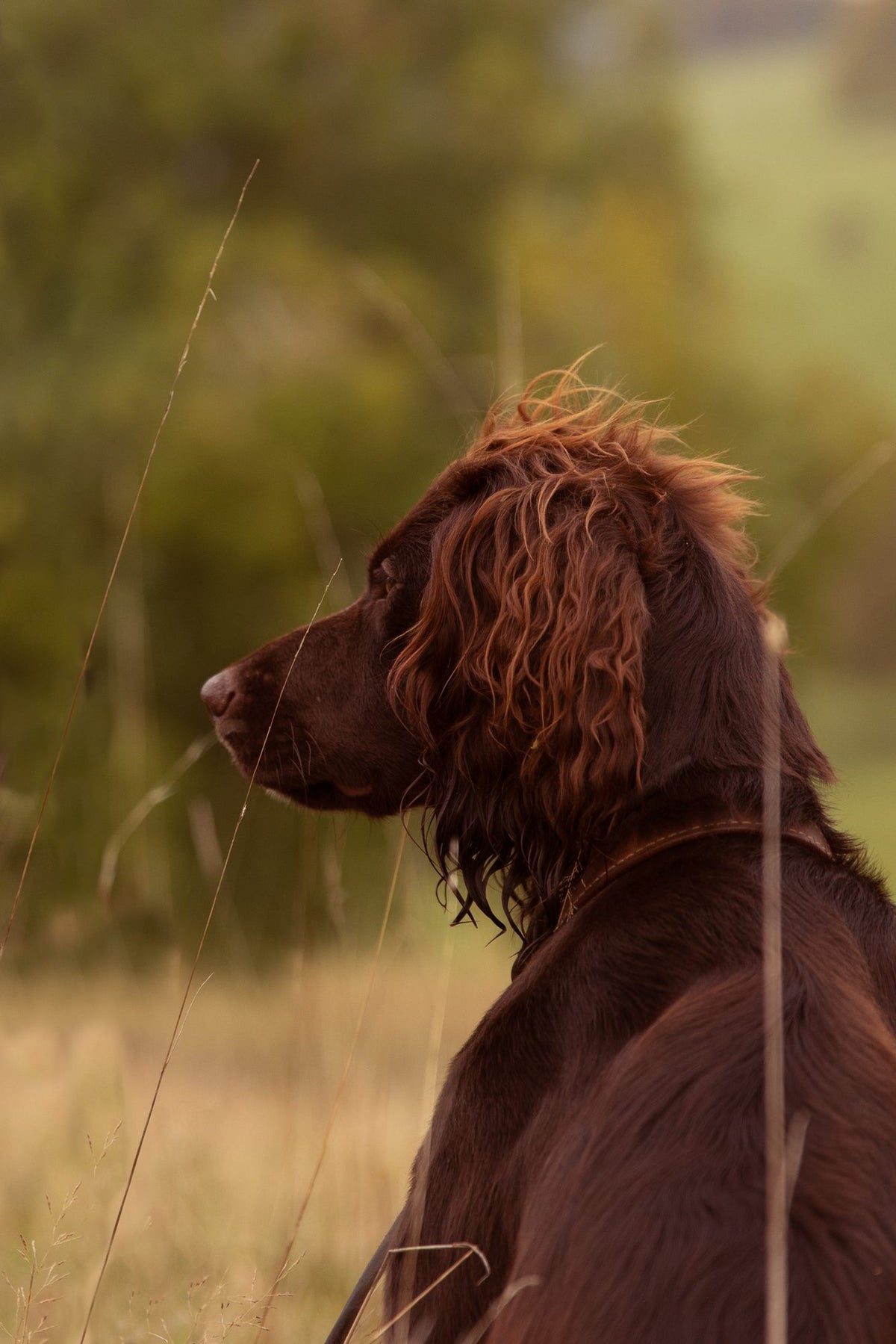 How does a dog see?