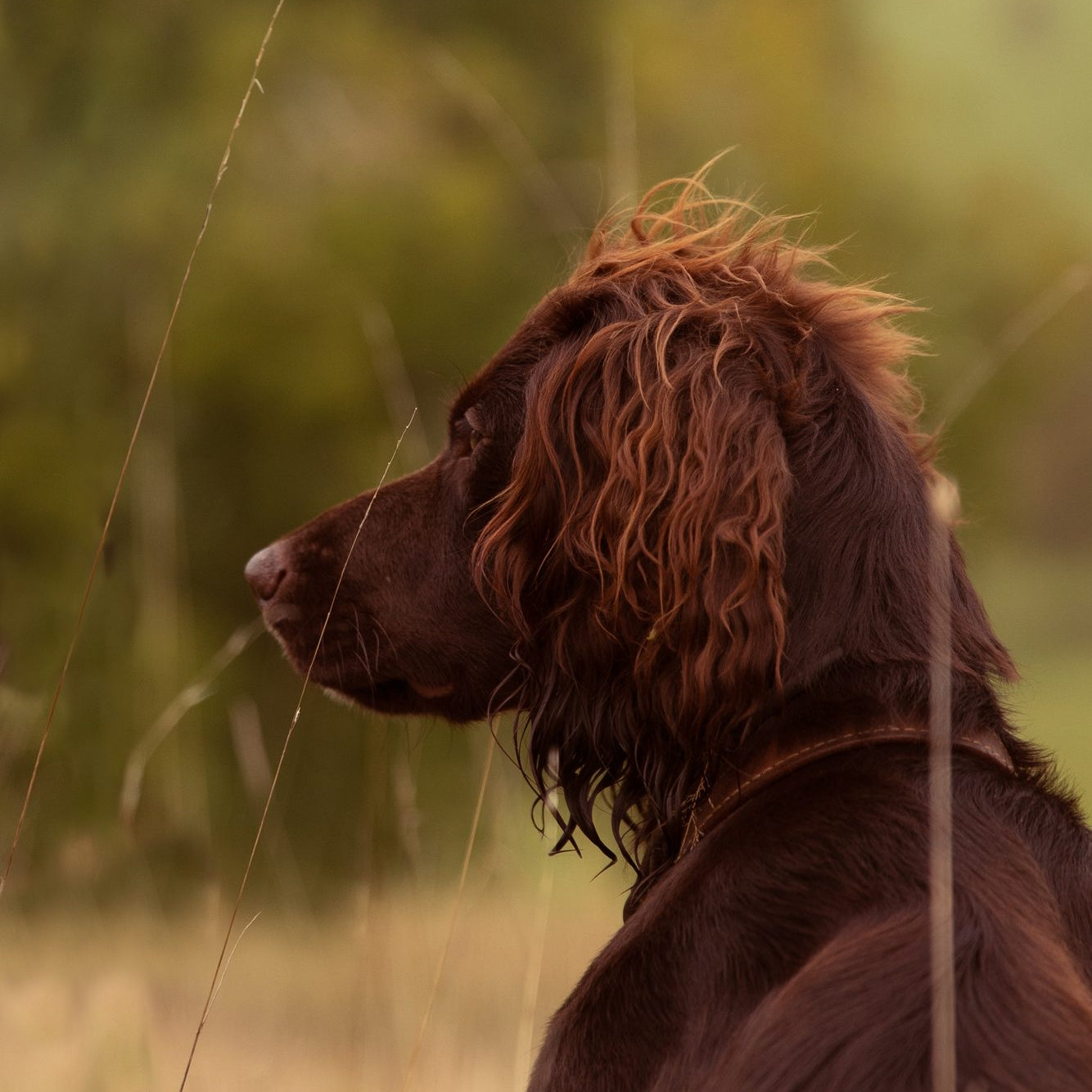 What can't dogs tolerate?