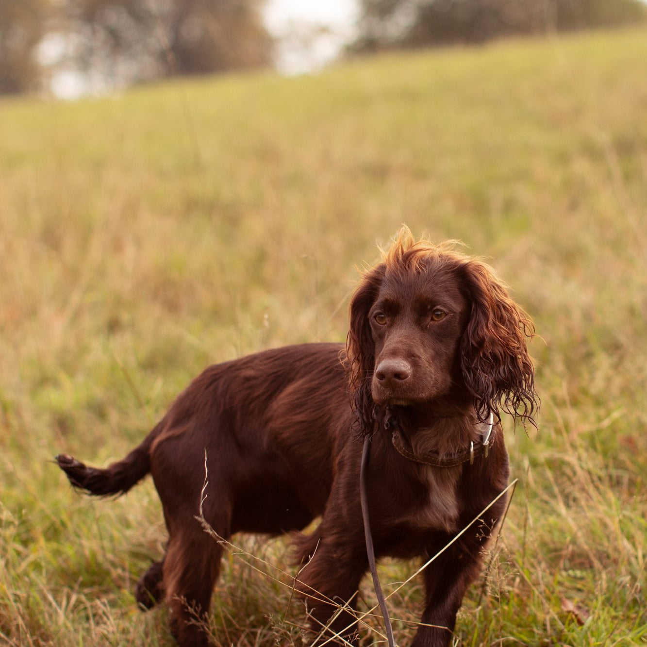 Why do dogs lick?