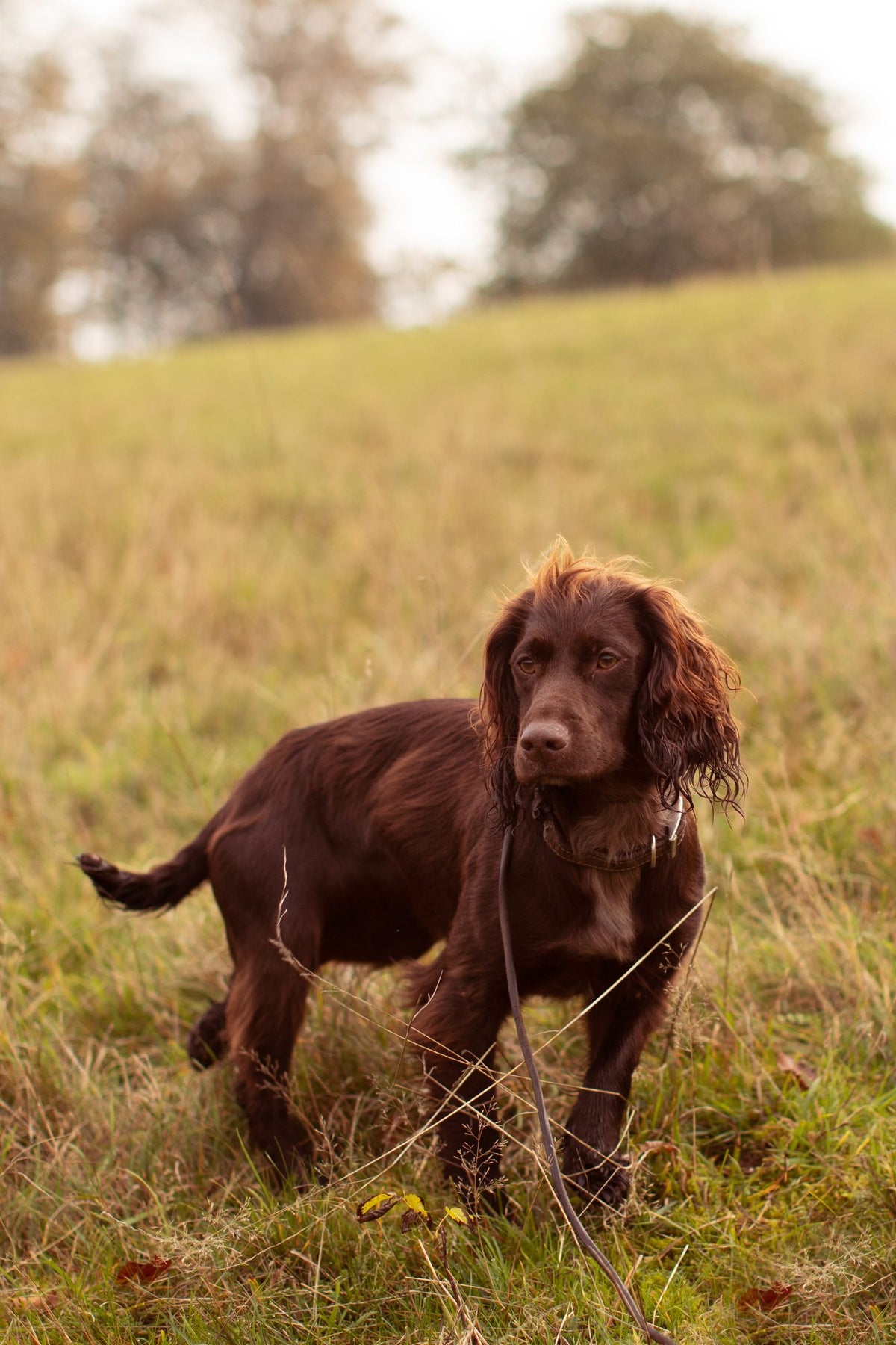 Why do dogs lick?