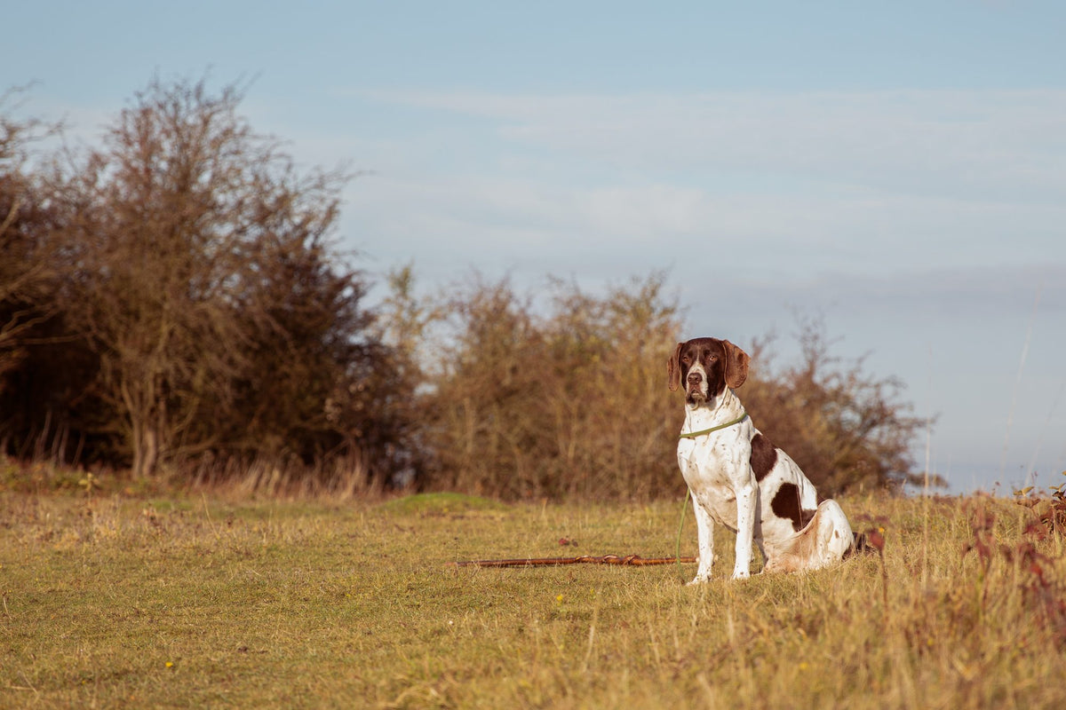 When is a dog an adult?