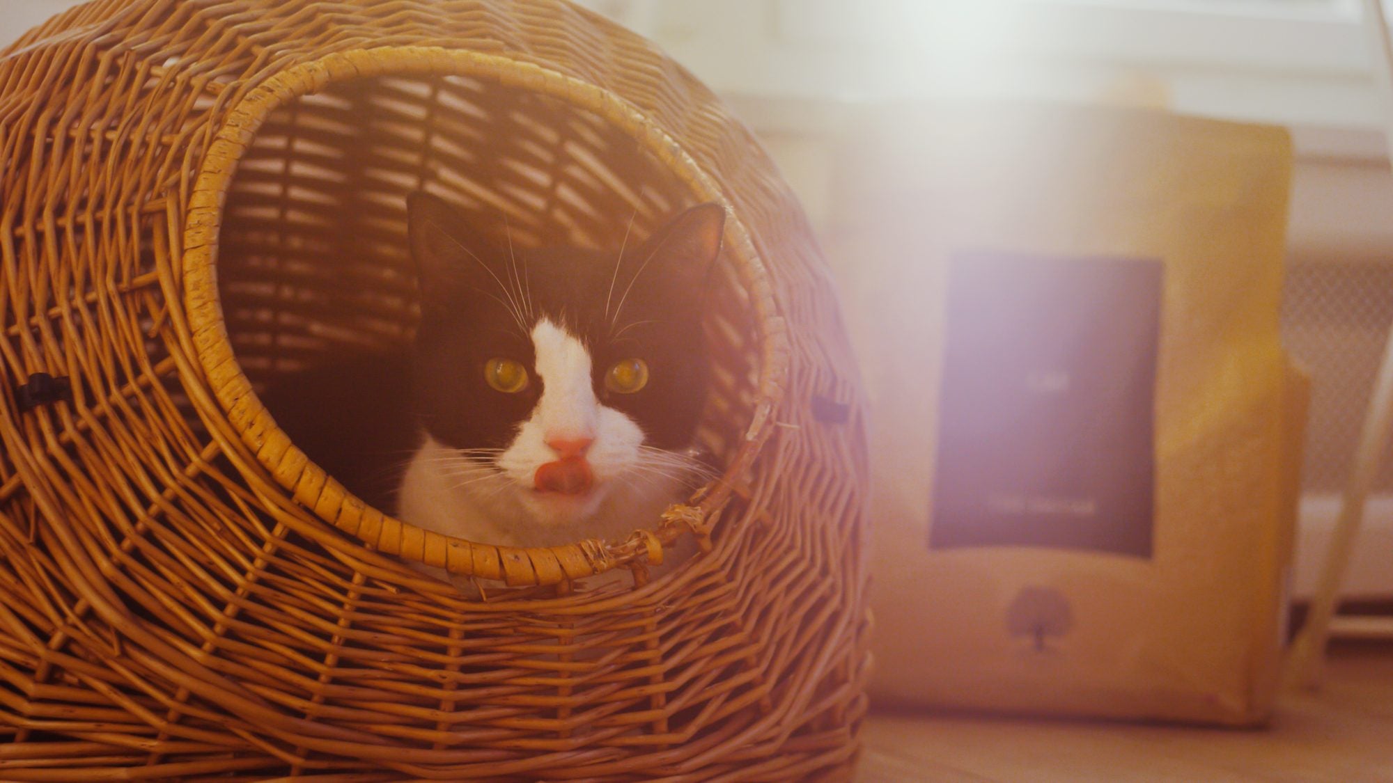 What should cat food contain?