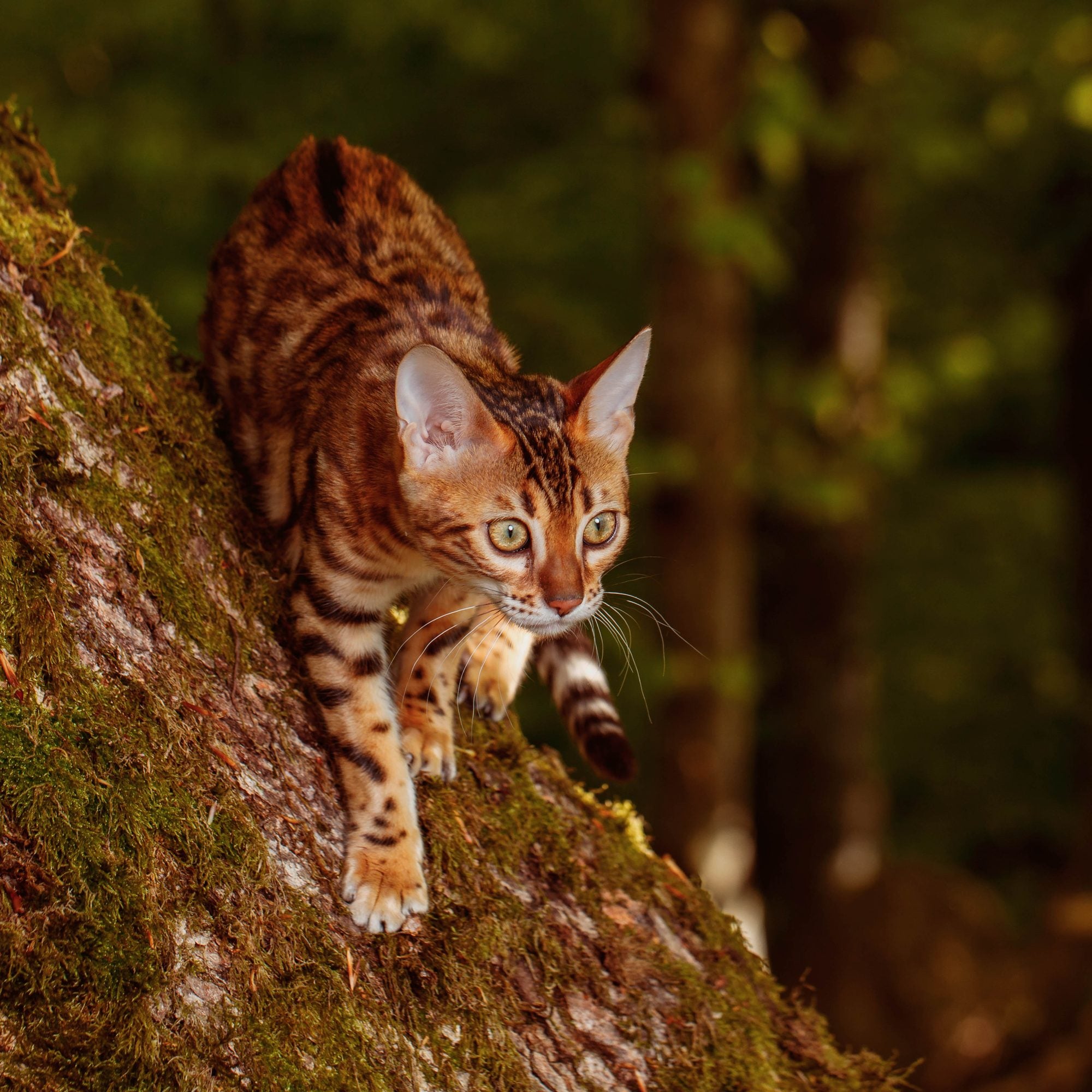 Why do cats purr?
