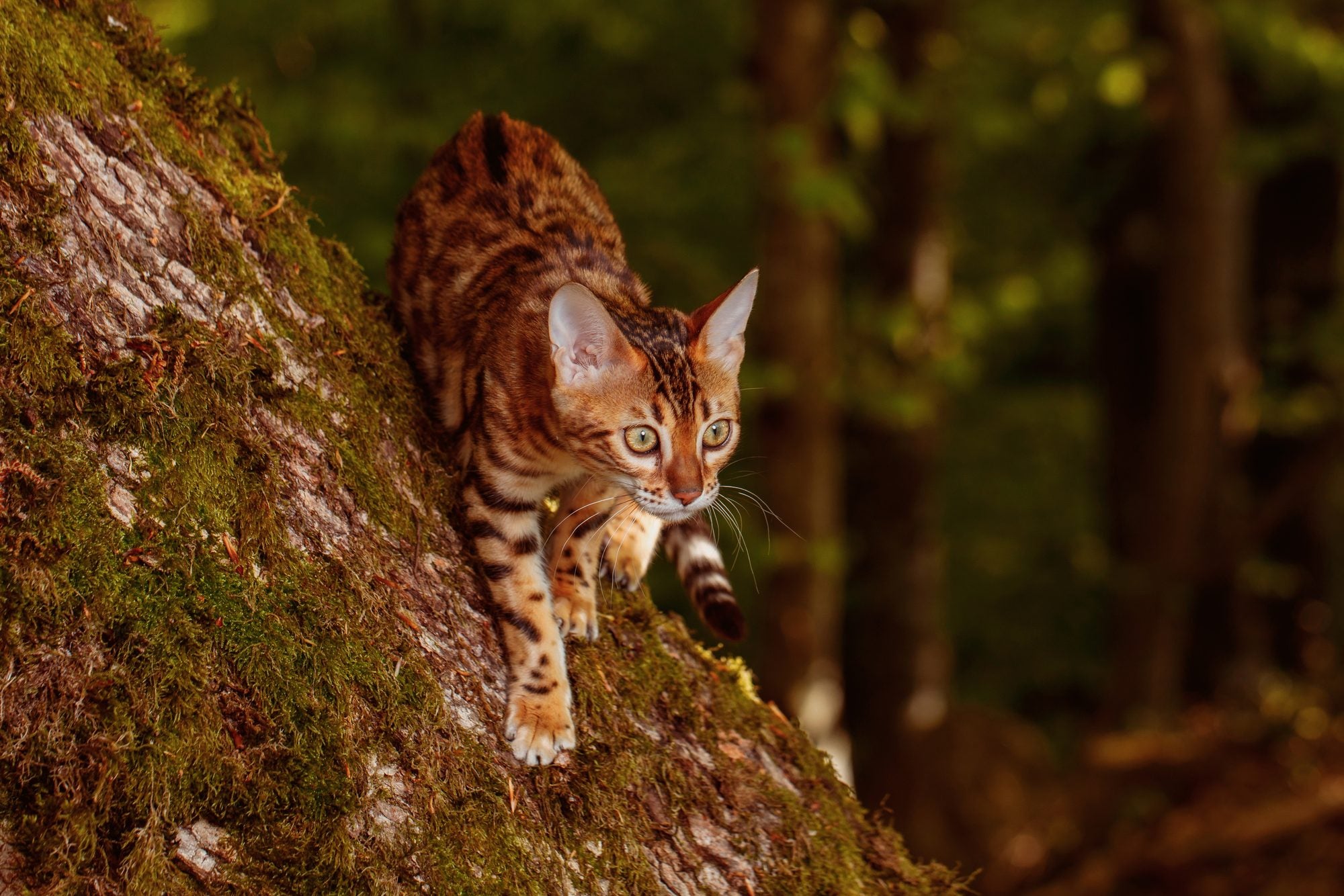 How old does a cat get?