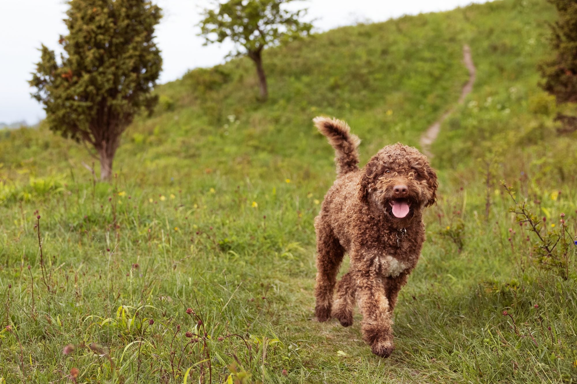 Which dogs don't shed?