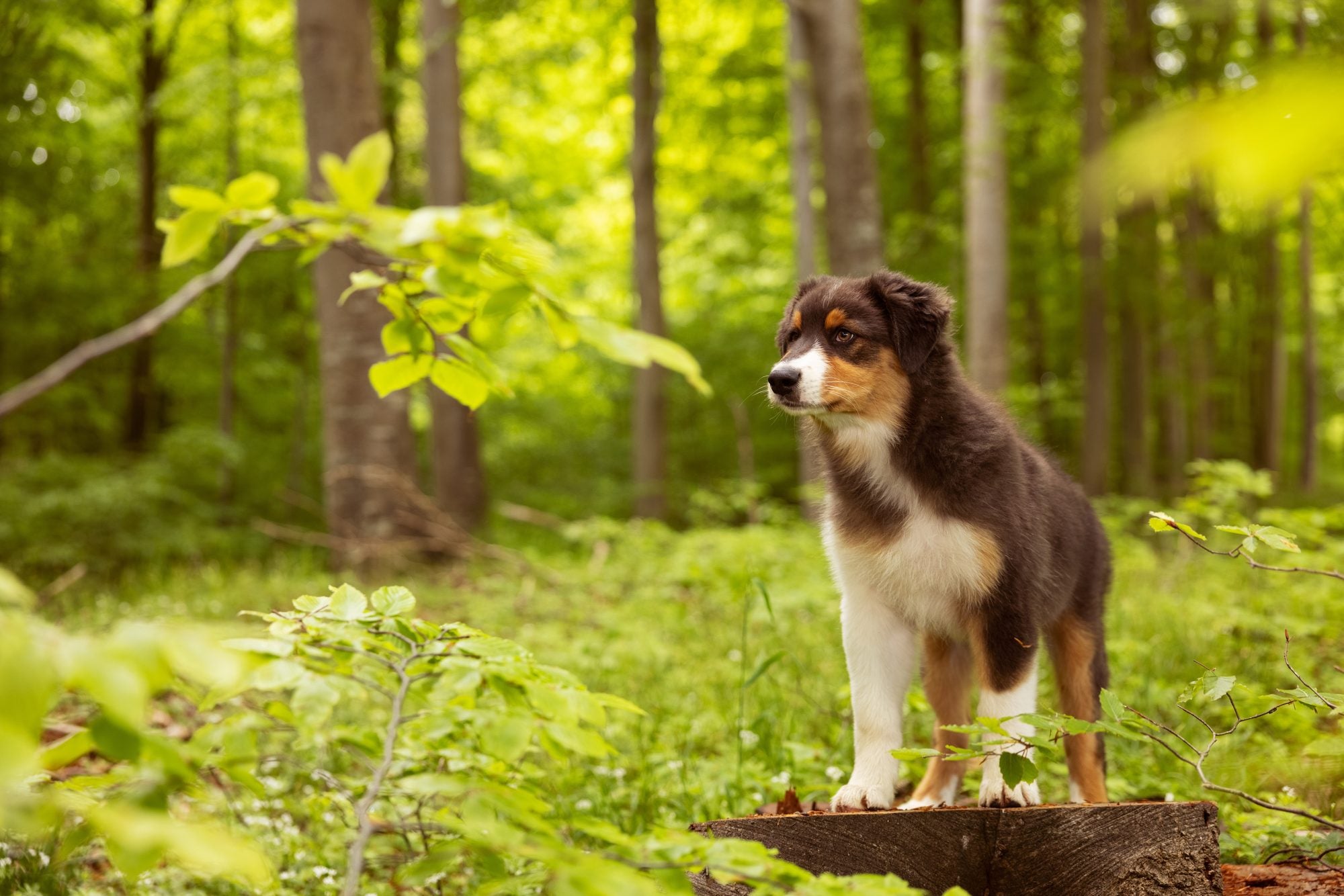 How long is a dog pregnant?