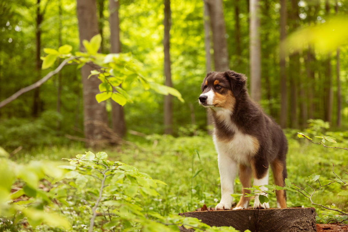 How long does a dog grow?