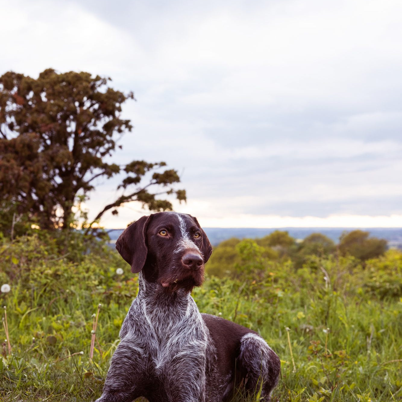Why won't my dog eat?