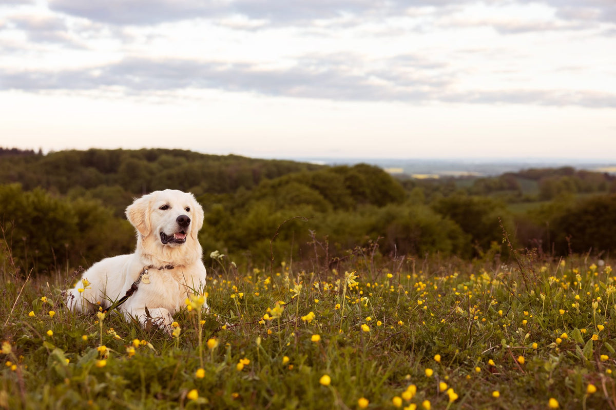 How much does a dog sleep in 3 years?