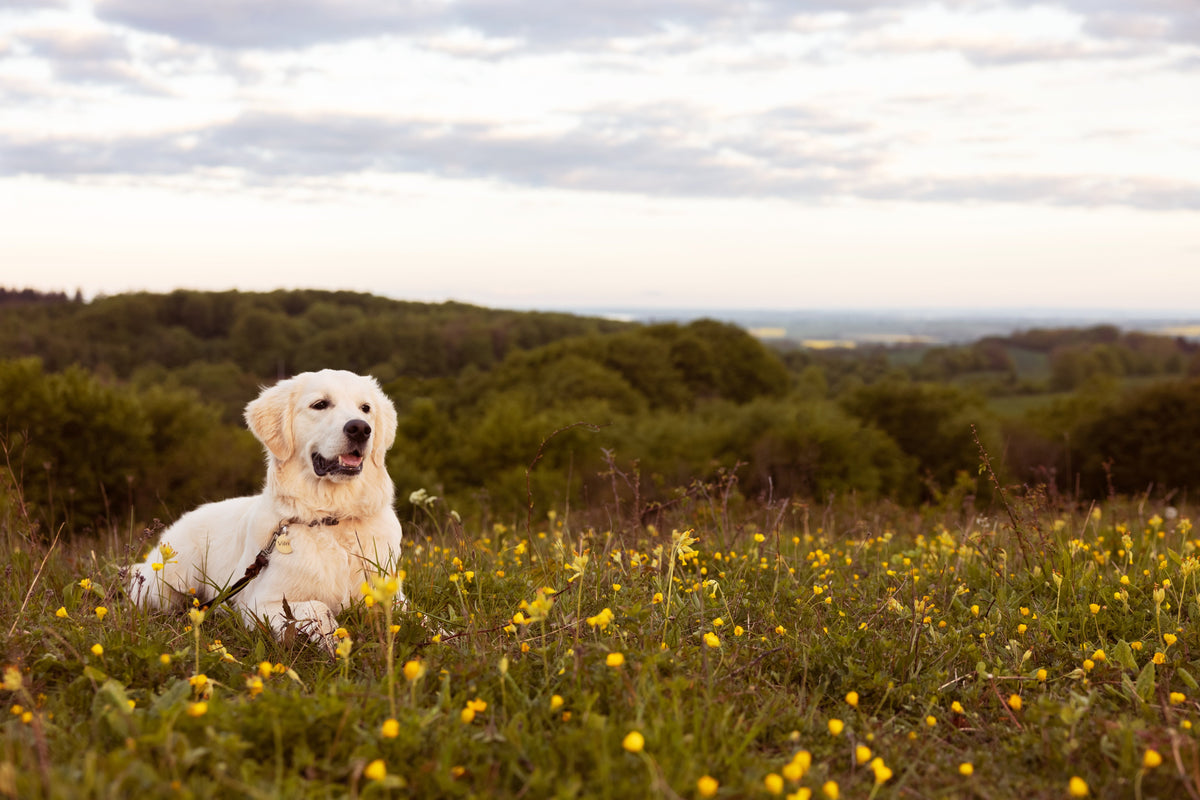 My Dog Won't Eat Dry Food – Find the Solution Here