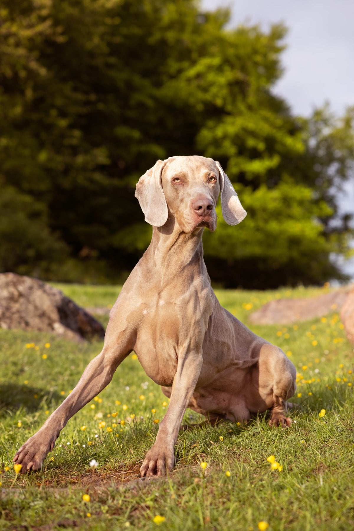 Why does my dog eat dirt?