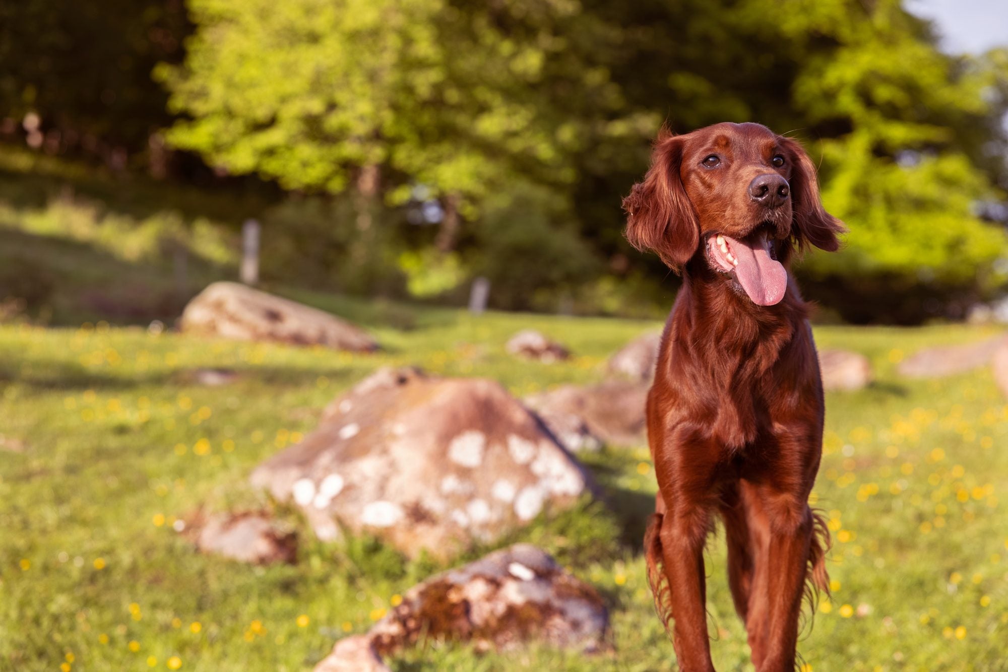 Why do dogs eat grass?