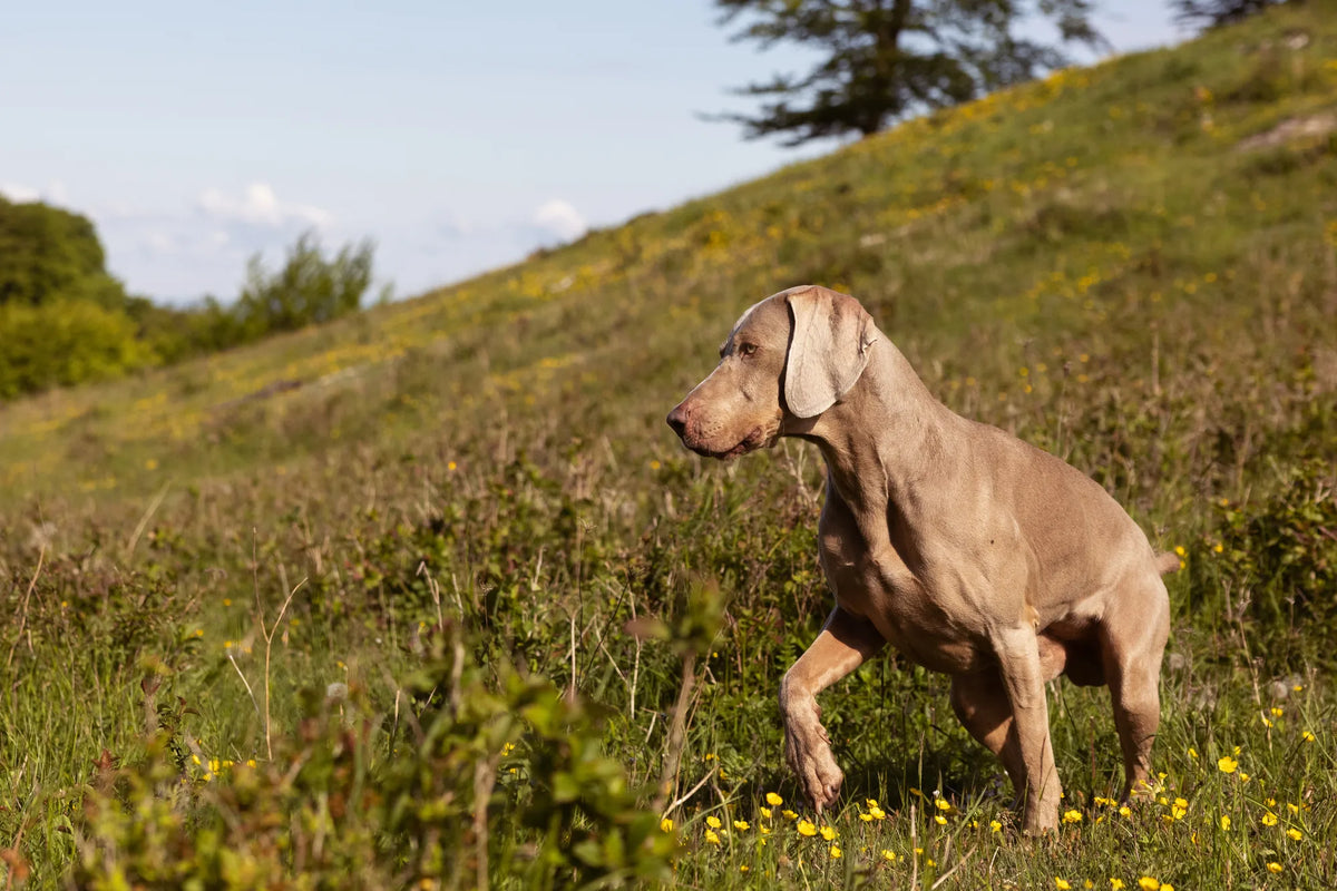 Why salmon oil for dogs?