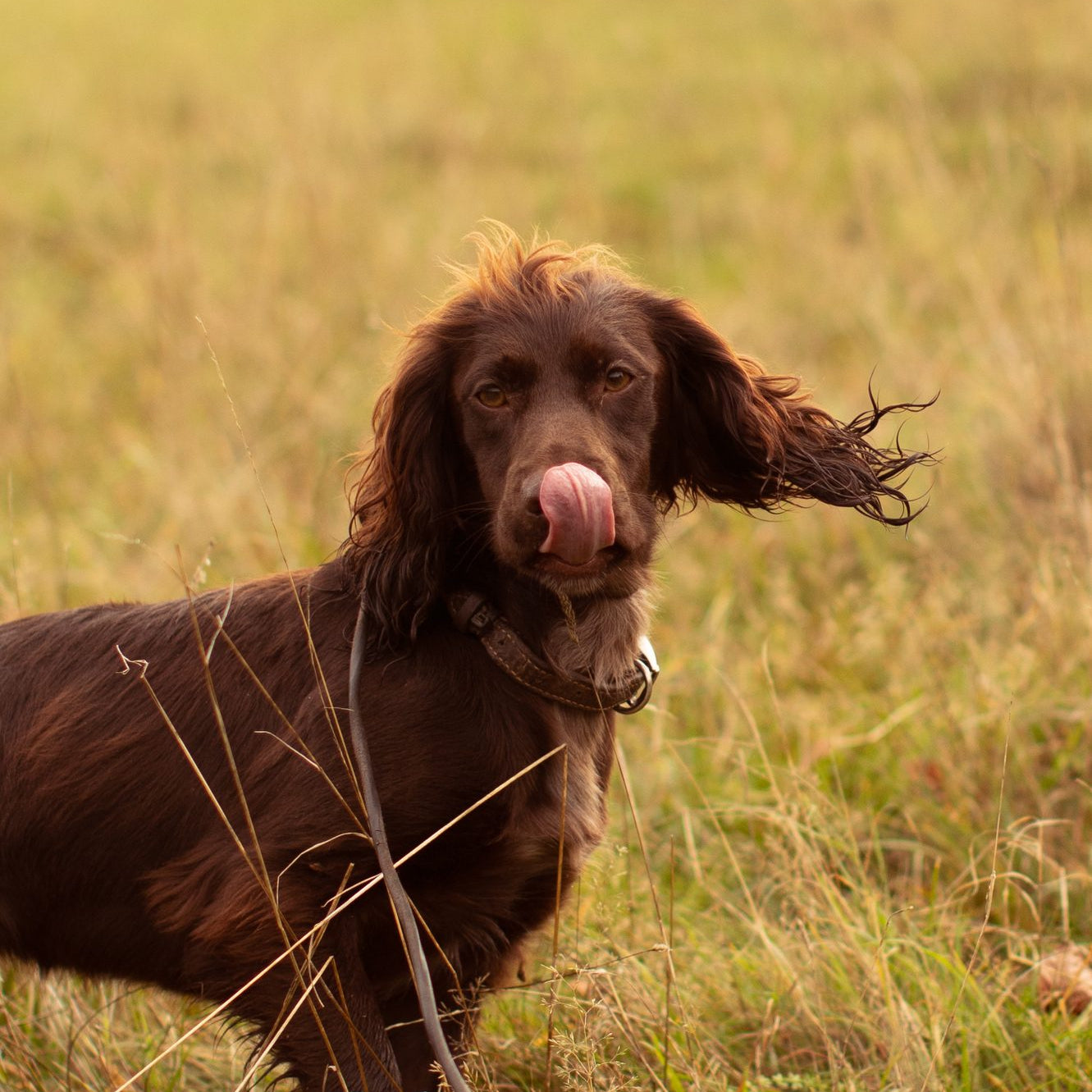 What can dogs not eat?