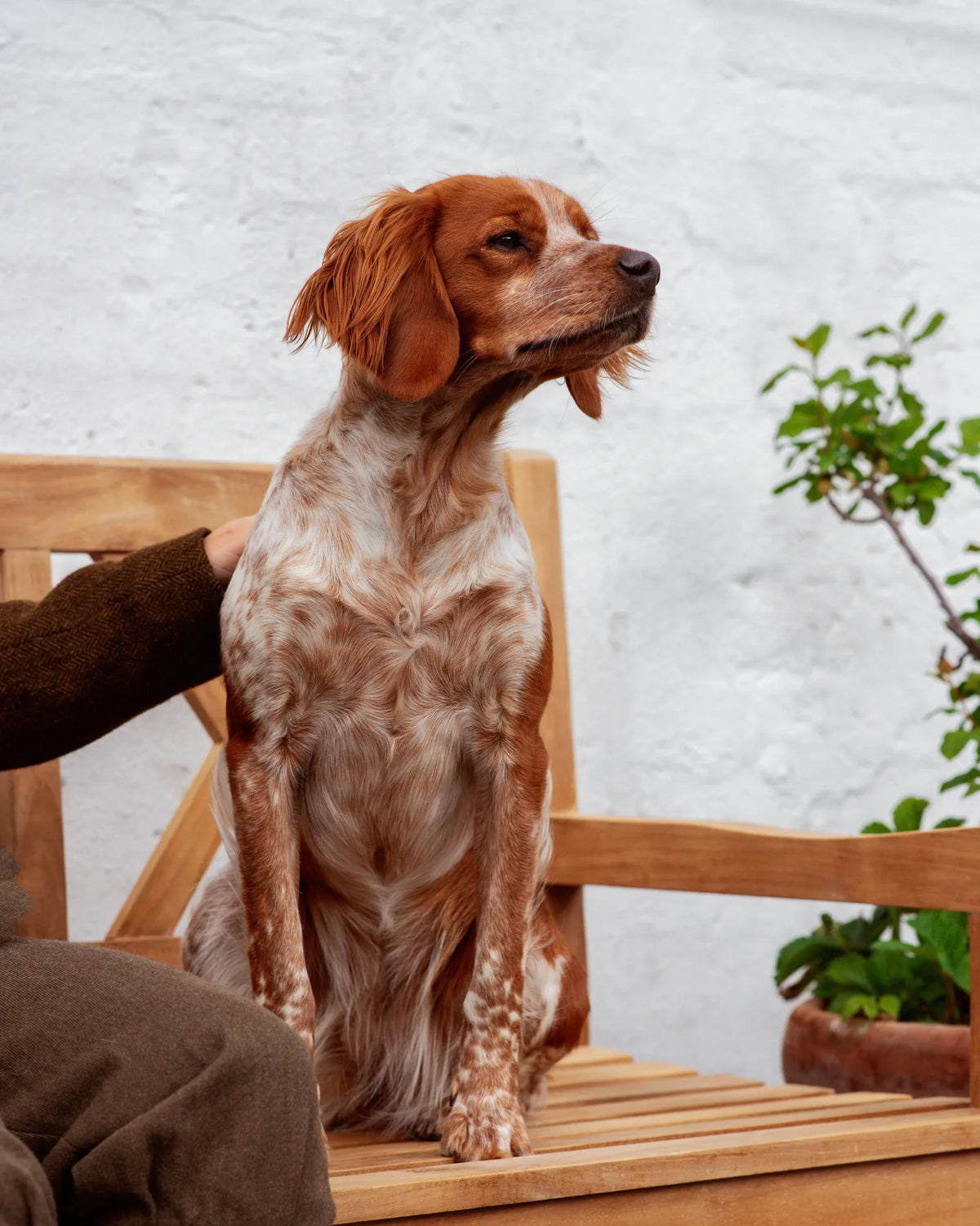 What does it mean when a dog smacks its lips?