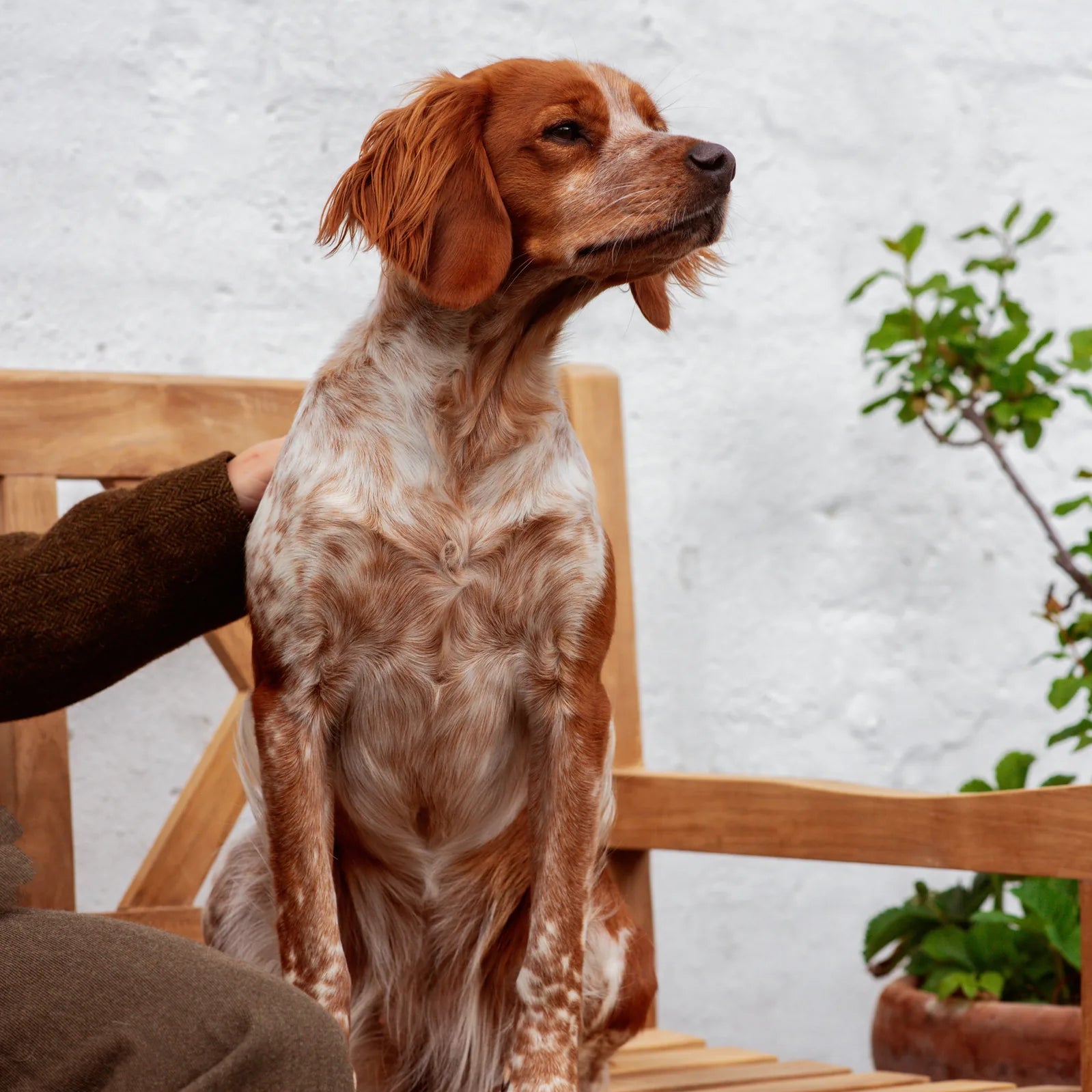 How long does a dog shed?