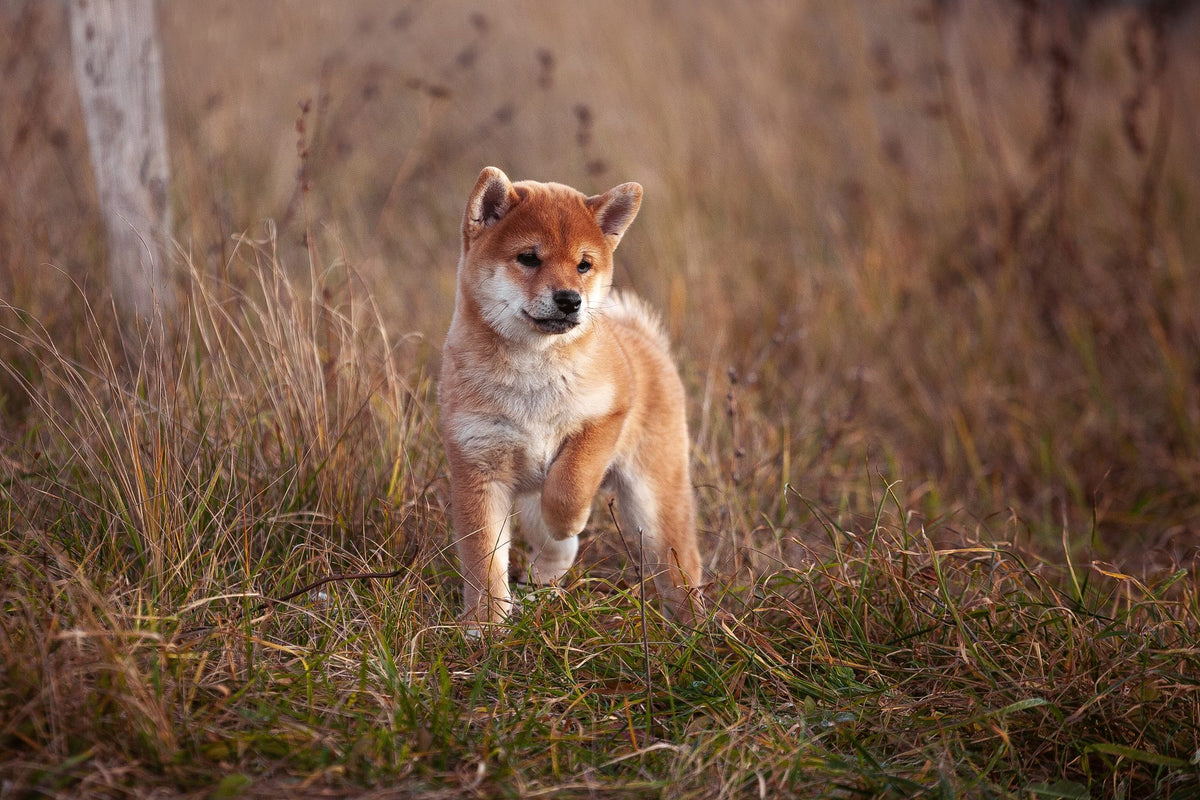 How many litters of puppies can a dog have?