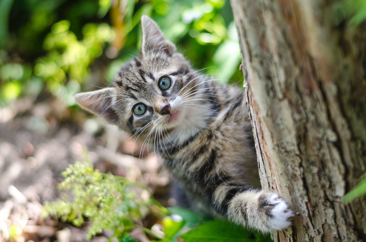 When can kittens have wet food?