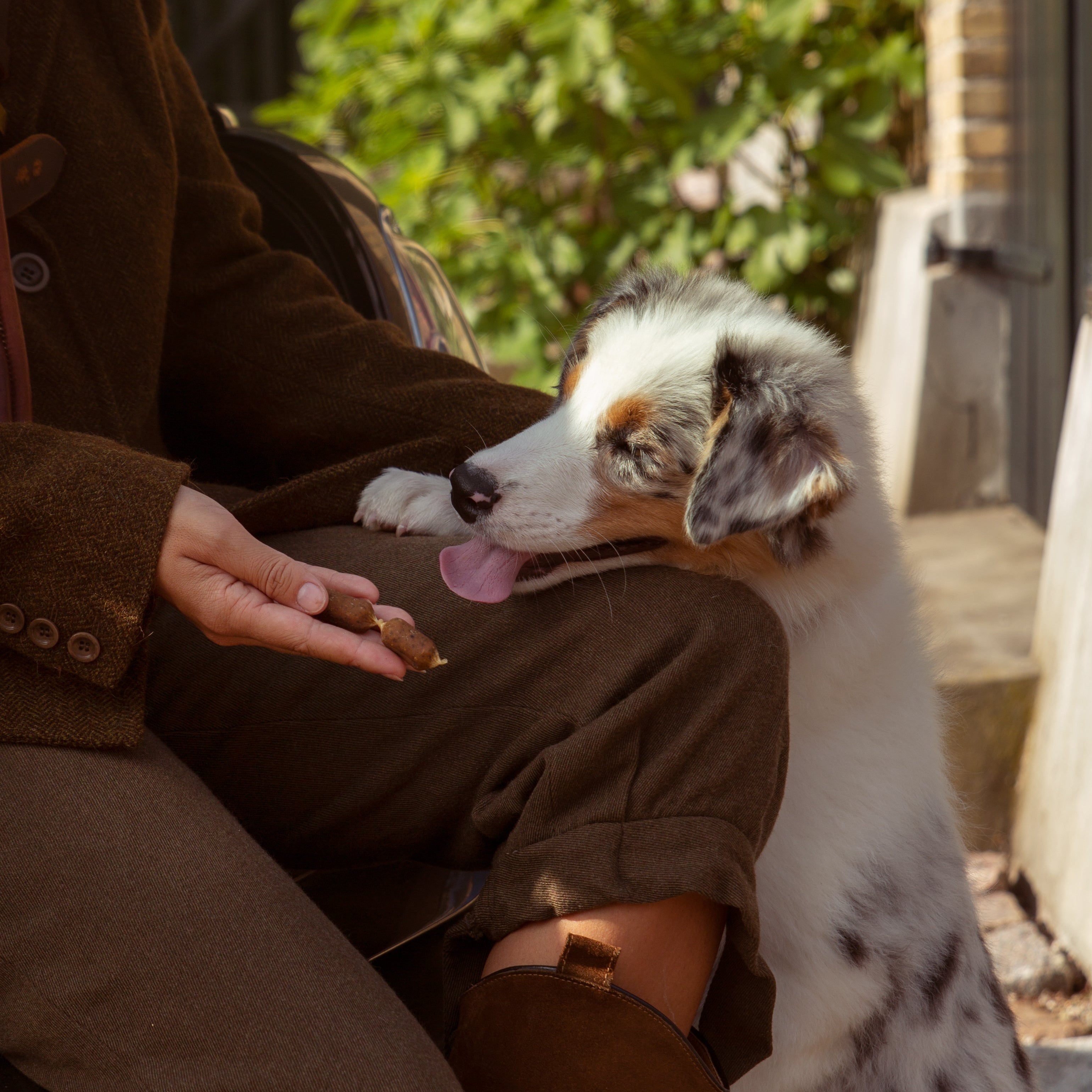 Allergy-friendly dog food - Find the right solution for your dog's wellbeing