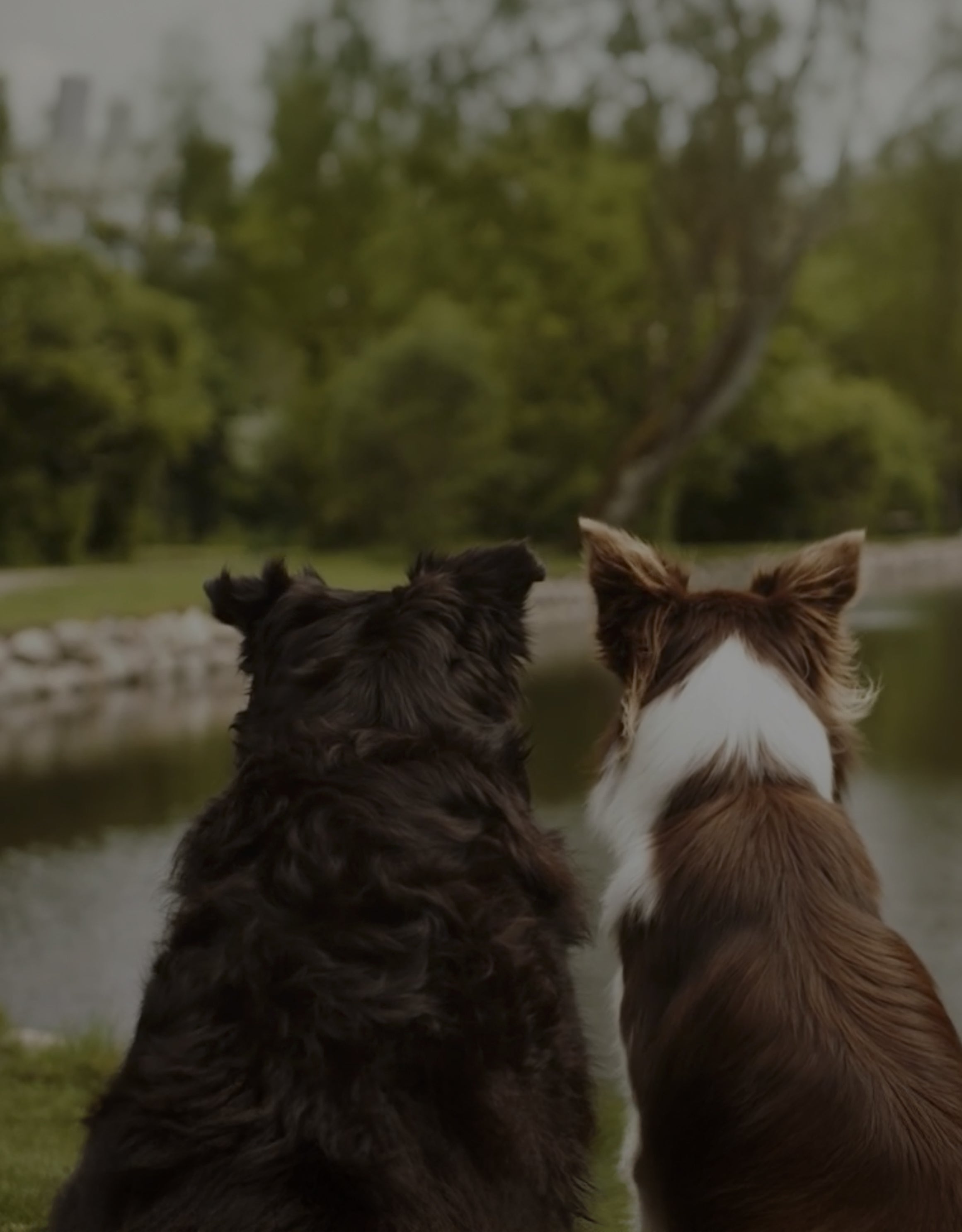 Das Essentials Empfehlungsprogramm