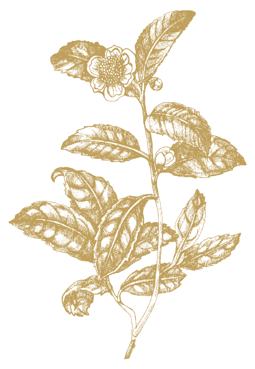 Grüner Tee