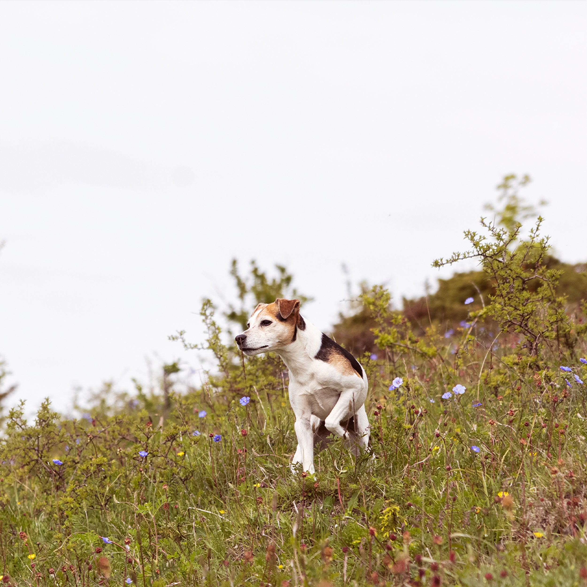 HIGHLAND LIVING, 2,5KG