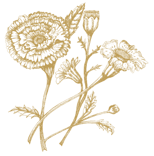 Ringelblume
