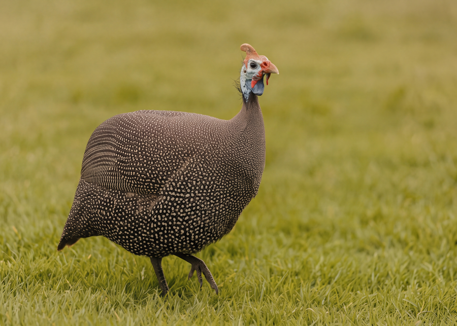 Wildes Perlhuhn