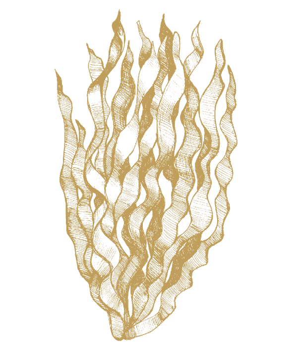 Kelp