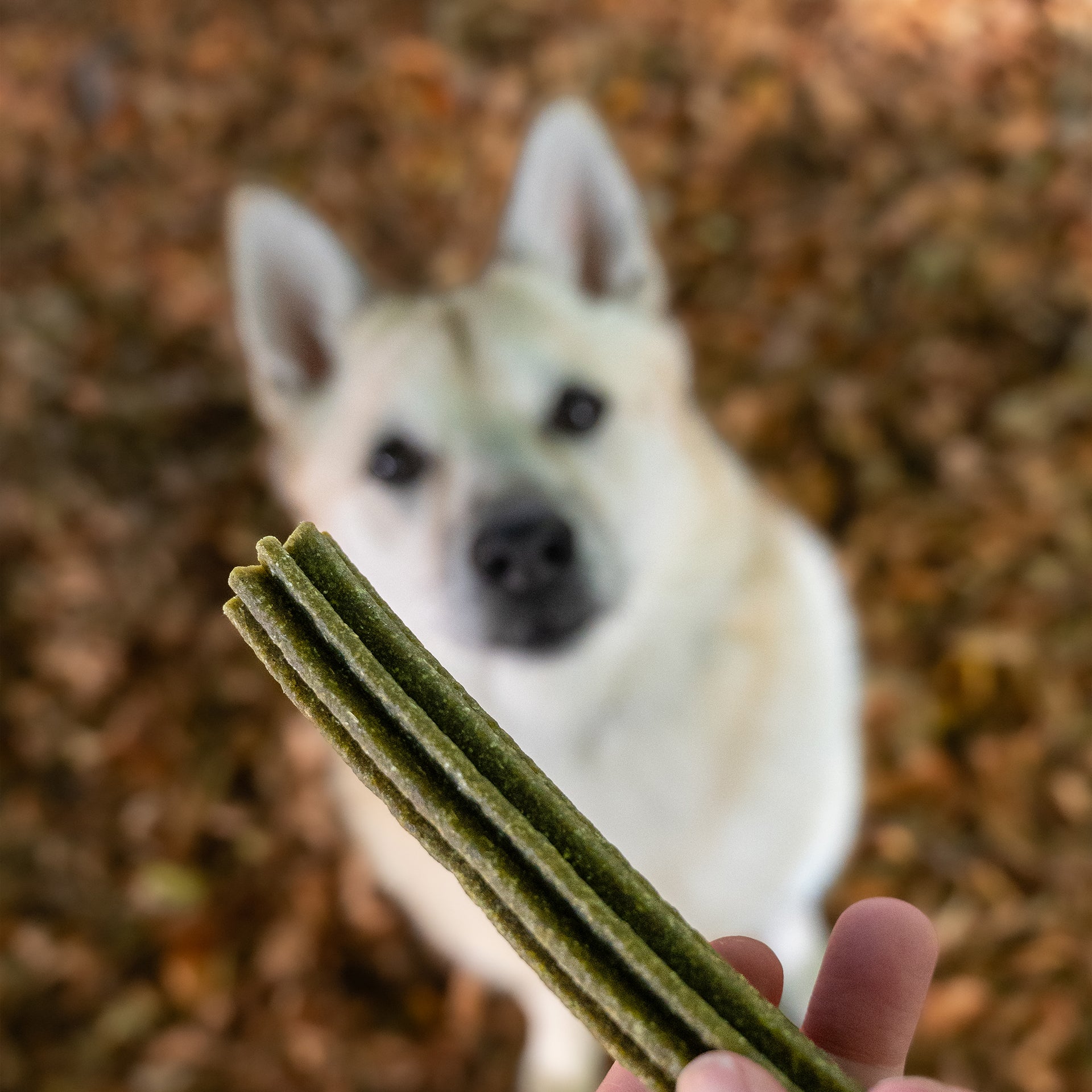 CHAMOMILE & SAGE TEETH DELIGHTS