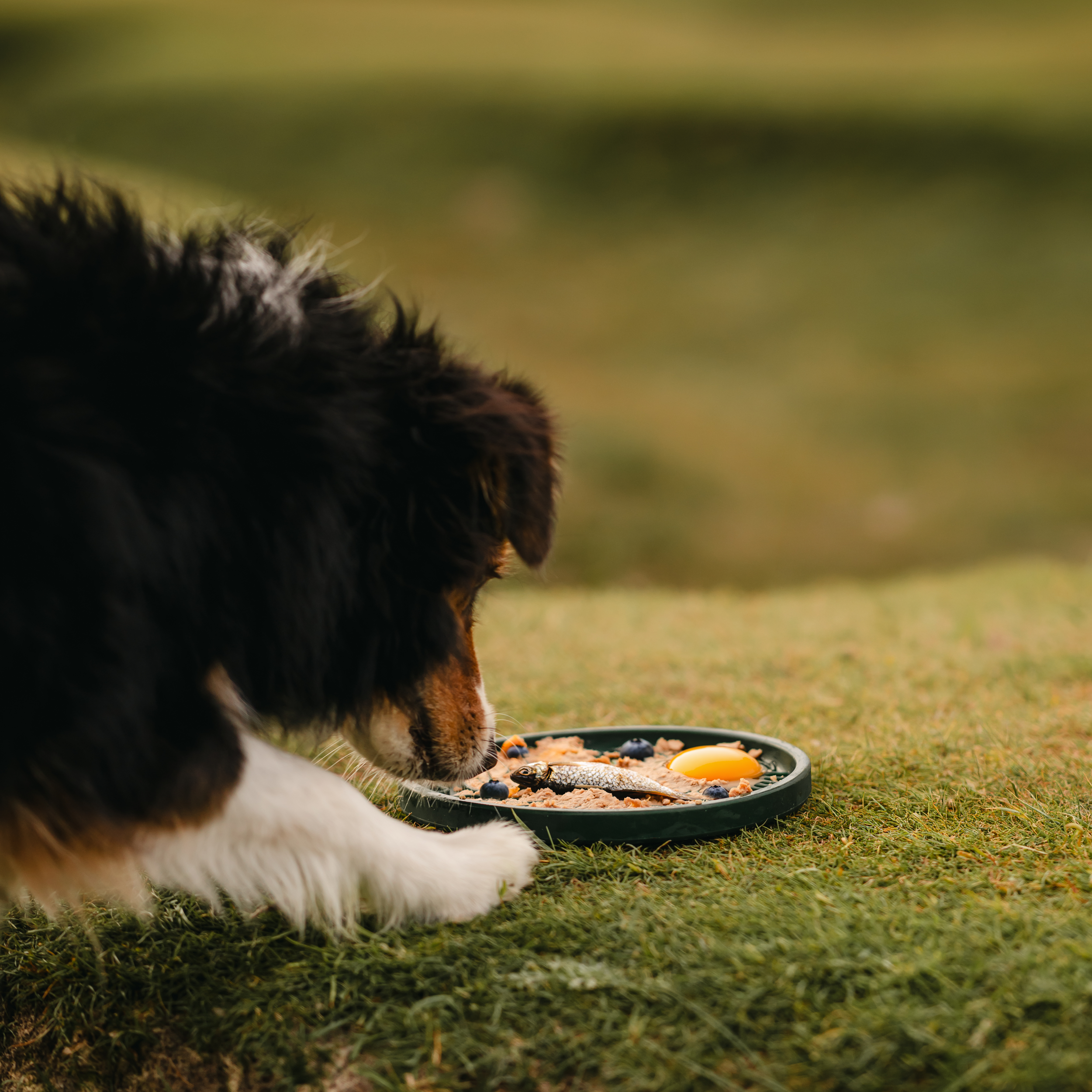 THE LICKING MAT